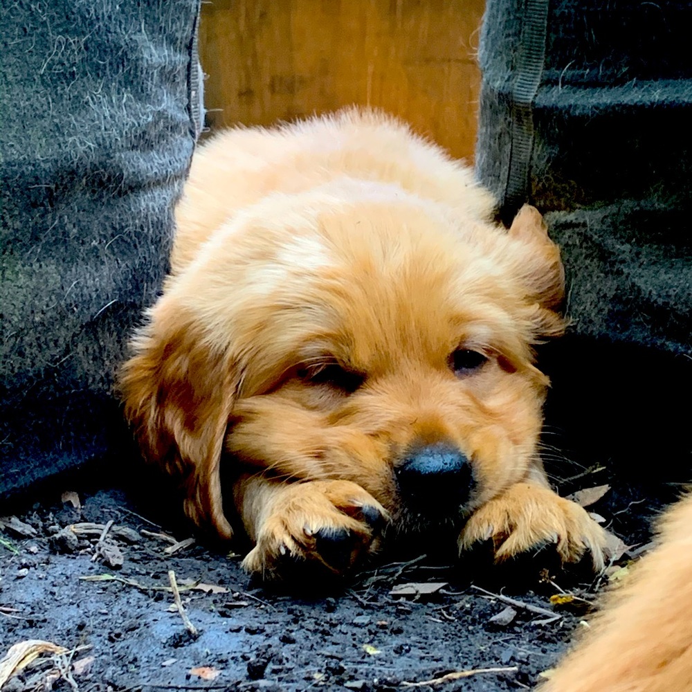 Meet your Posher, Missy